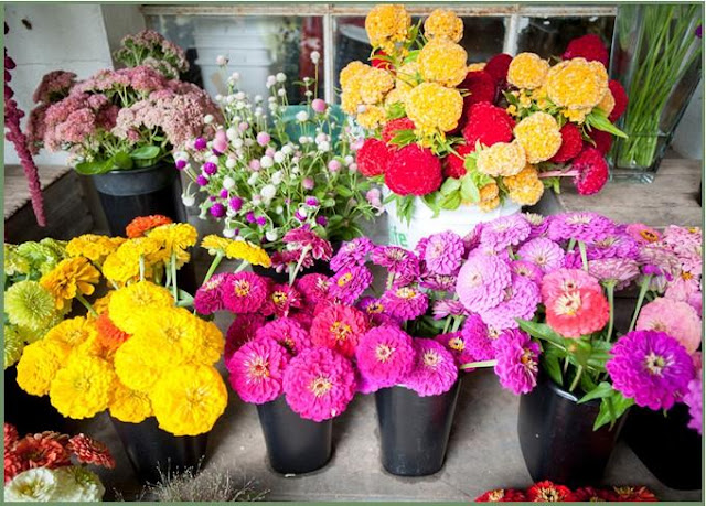 Yellow and red and pink flowers