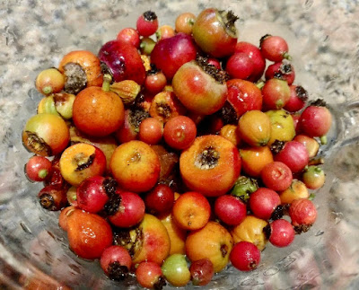 Trimmed rose hips