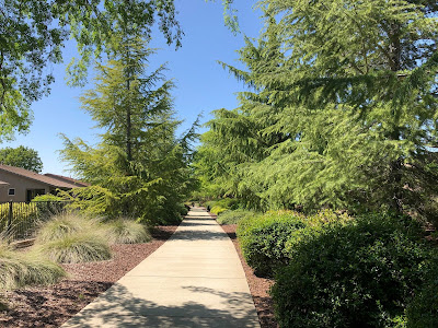 Trail through trees