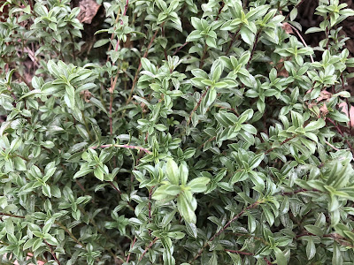 Winter savory