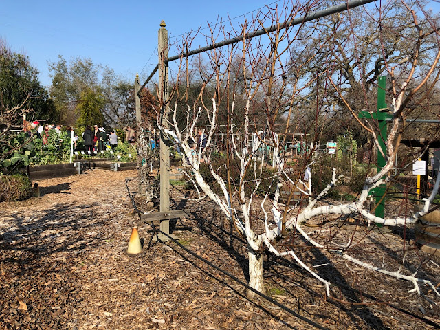 Espaliered fruit trees at Horticulture Center