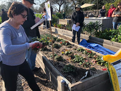 Woman at strawberry bed, showing how to plant them