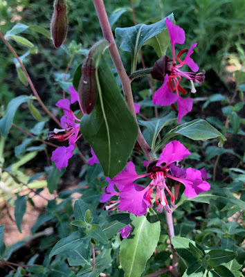 Purple-pink wildflower