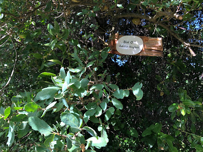 Blue oak with label in tree