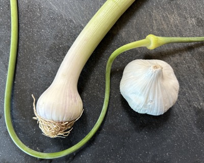 Garlic, green garlic and garlic scape