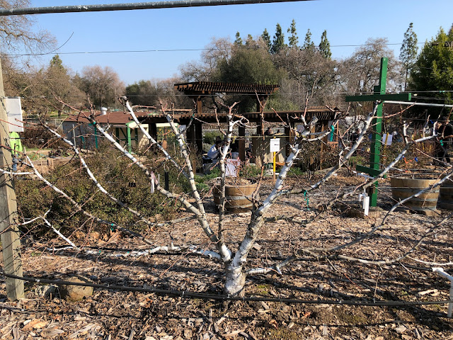 Espaliered fruit tree