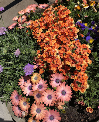 Pot of orange and purple flowers