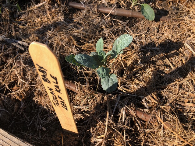 Small kale plant with a plant ID marker