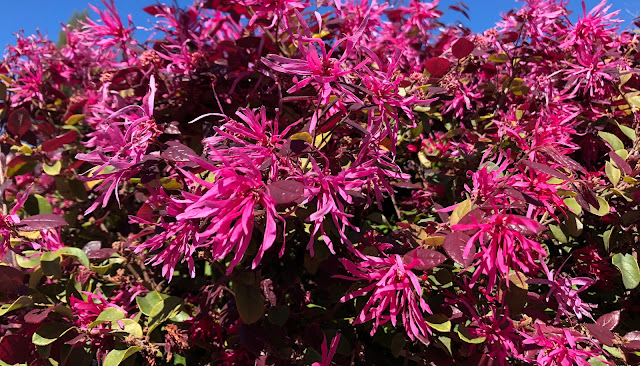 Pink shrub with fringe flowers