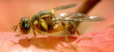 Oriental fruit fly