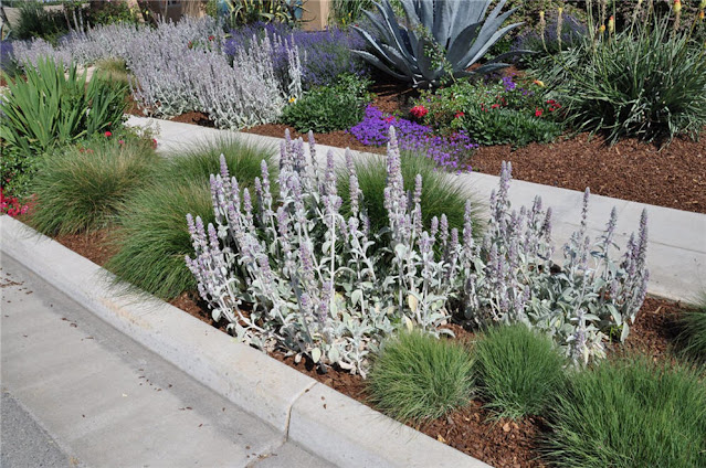 Plants with mulch  along a walkway