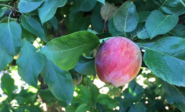 Apple on tree