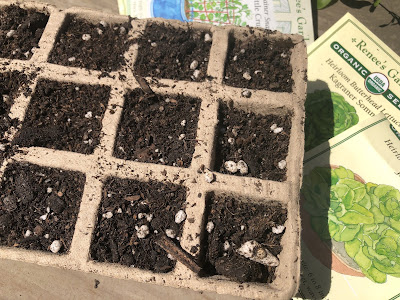 Seed starting tray and seed packets