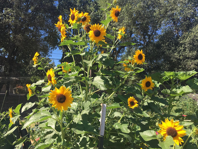 Sunflowers with yellow petals, brown centers