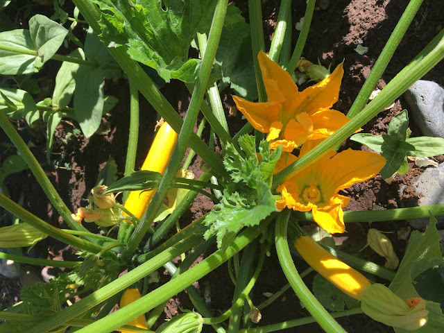 squash with flowers