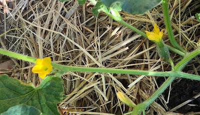 Melon blossoms