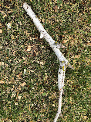 Birch branch