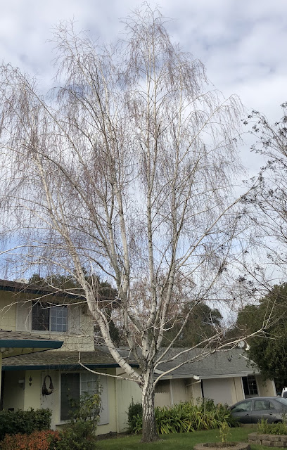 Birch tree in winter