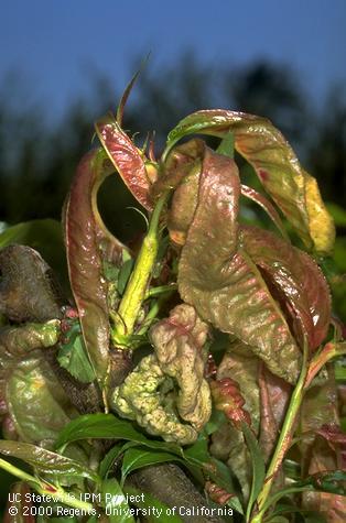 Peach leaf curl