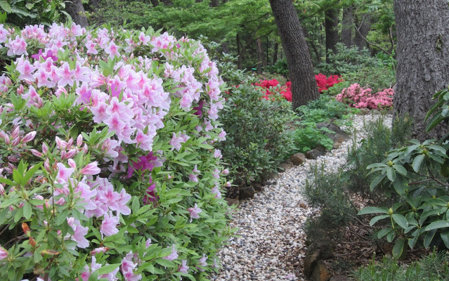 Garden view, shaded plants, trees