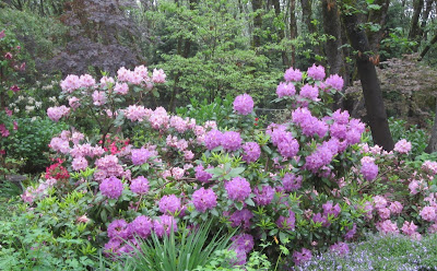 Rhododendrons