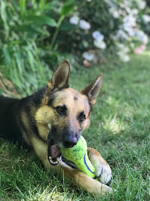 Large German shepherd on a lawn