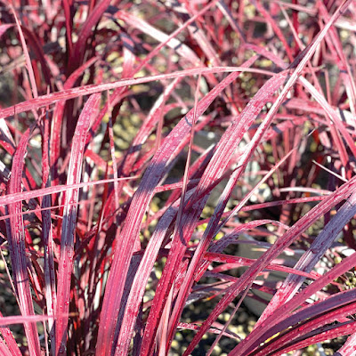 Reddish grass-looking plant