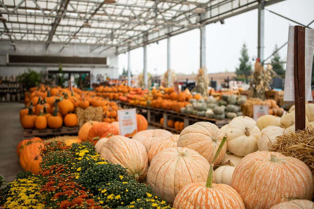 Pumpkins at Green Acres