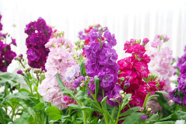 Blooming flowers in shades of purple and pink