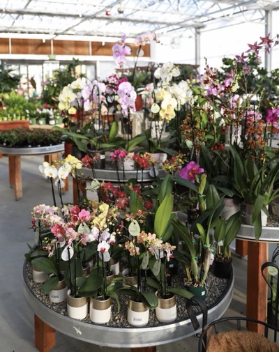 Many houseplants inside a covered area