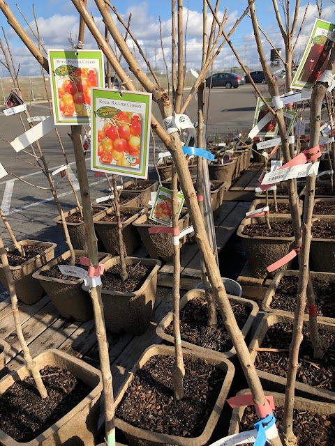 Parking lot with bareroot fruit trees