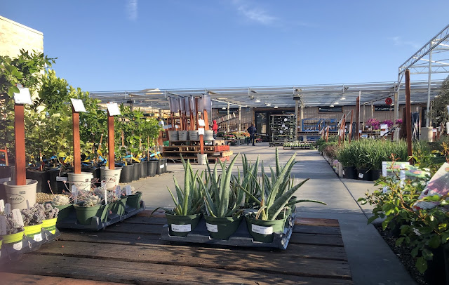 Plants at a nursery