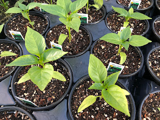 Several small green pepper plants