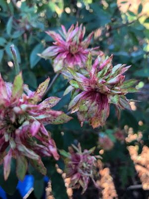 Several green roses with reddish highlights