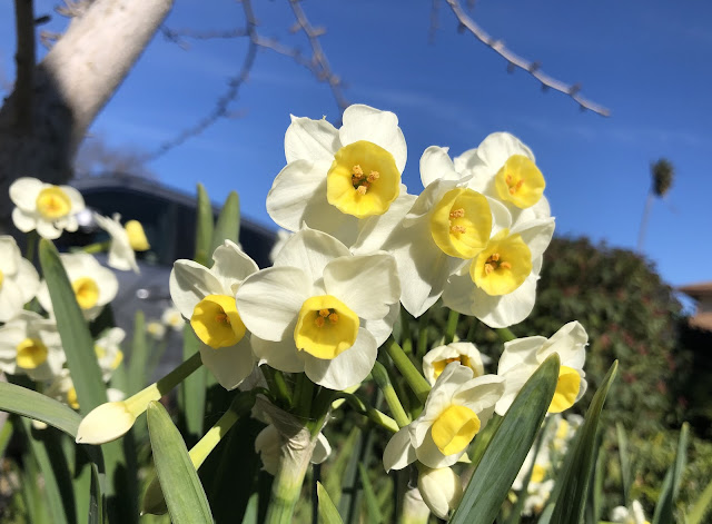 White-flowered narcissi with yellow cups, blue sky