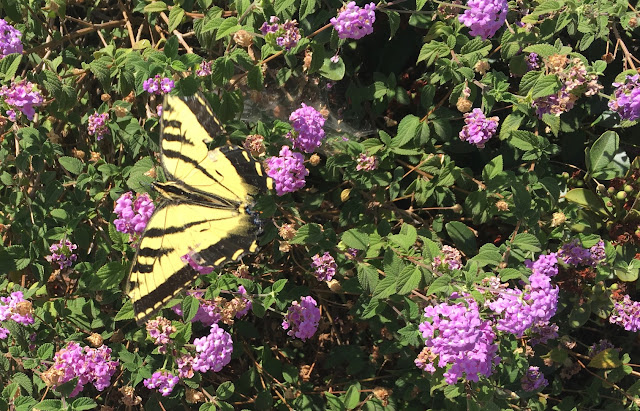 Yellow butterfly