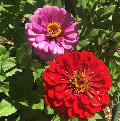 PInk and red zinnia blossoms