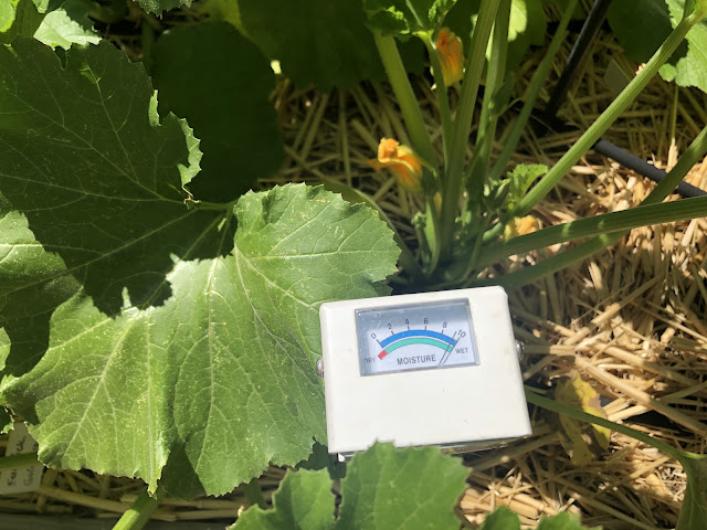 Squash plant and moisture meter