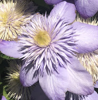 lavender clematis