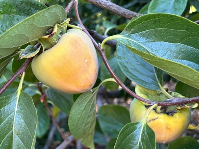 Hachiya persimmons