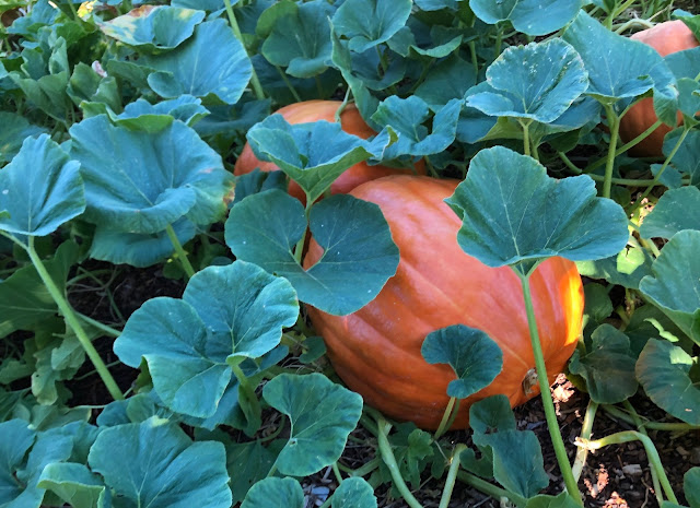 Pumpkins on vine