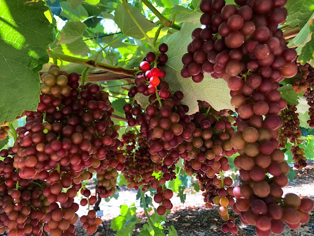 Grapes on a vine