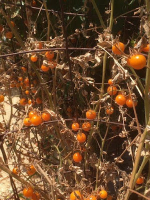 Wilted tomato plant