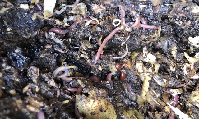 worms