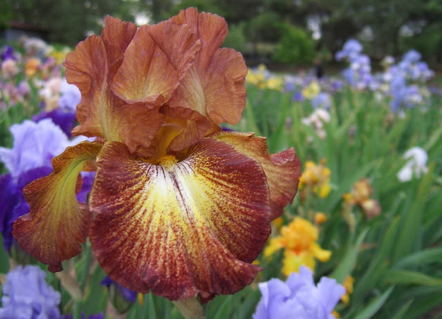 Brown iris in field of flowers