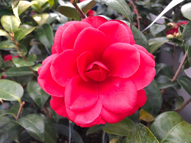 Red camellia blossom