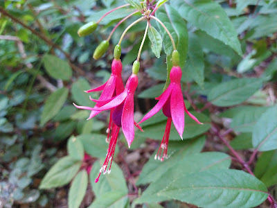 Pink and purple fuchsias