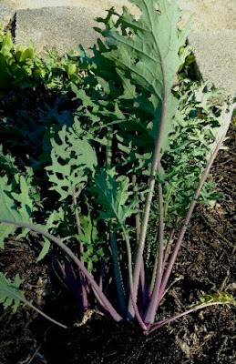 Kale in garden with stems, roots