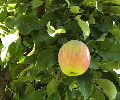 Almost ripe apple on a tree branch