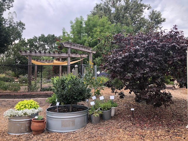 Cloudy sky over several plants in containers and a purple-leafed tree